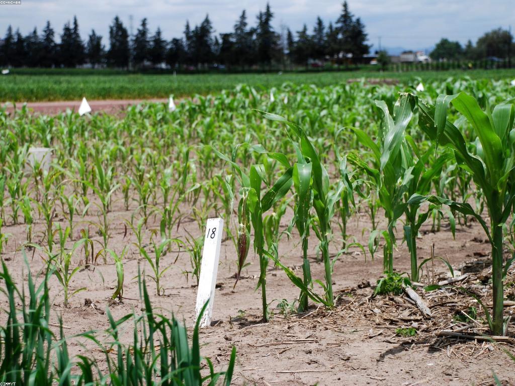 ការប្រៀបធៀបបែបបទ៖ សិក្សាអំពីវិធីជំនាញក្នុងការប្រៀបធៀប